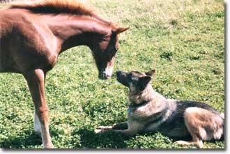 Beau and Zephyr