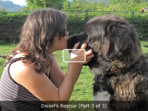 Watch Diesel's Rescue (Part 3 of 3)