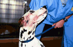 Rescued & Sick Animals Fund